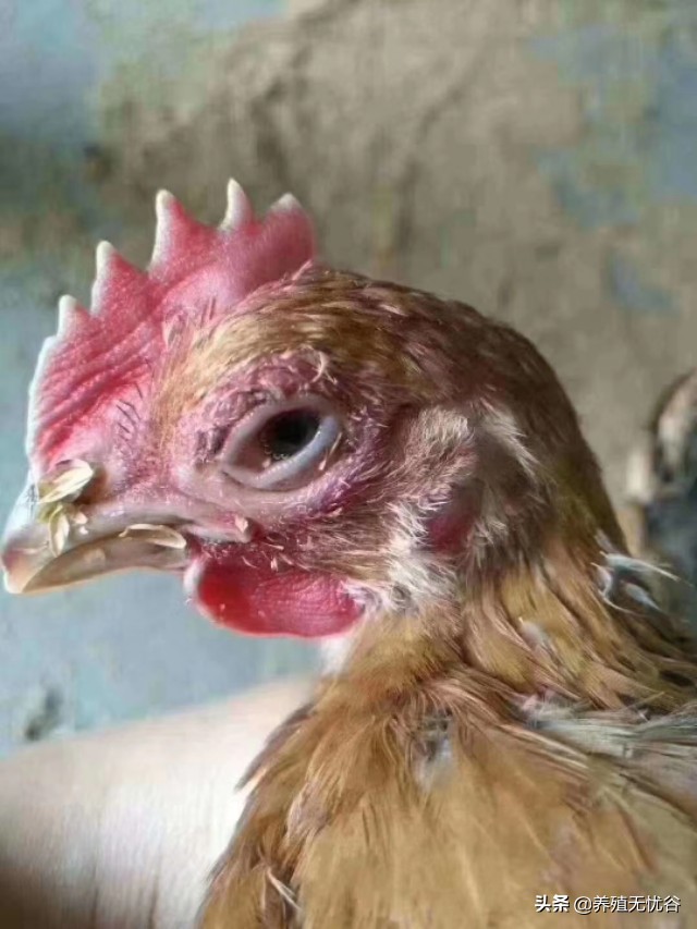 鸡子眼睛瞎是什么原因导致的,鸡子眼瞎了用什么药