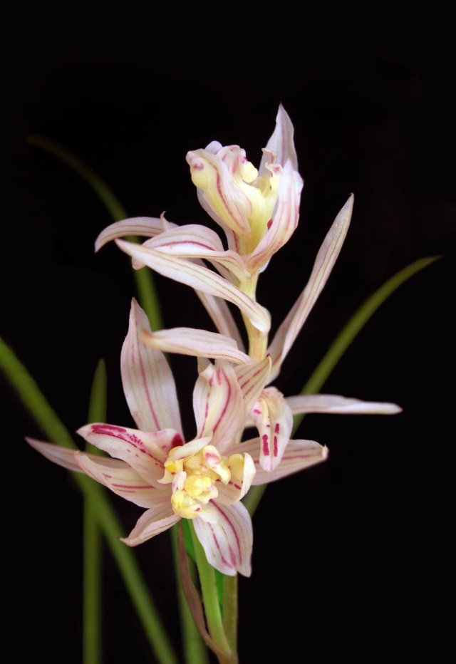 兰花珍品100种,名贵兰花100品欣赏