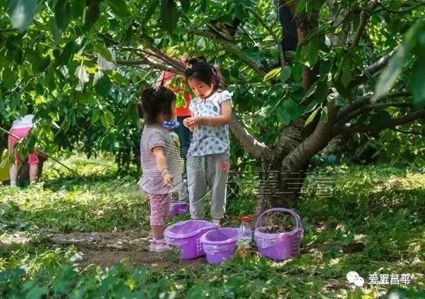 昌平哪里有采摘樱桃的地方,摘樱桃昌平
