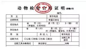 托运宠物需要办理哪些手续？这里有一套详细的宠物托运攻略