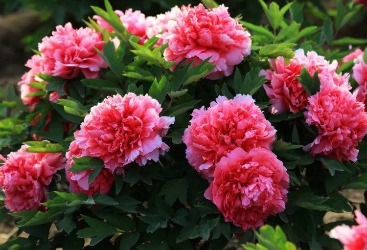 为什么有人说中国国花是牡丹,中国的国花为什么要选牡丹呢