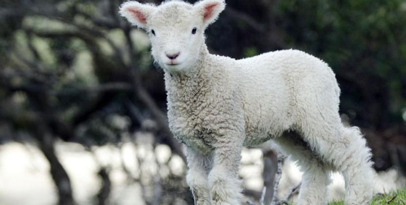 小羊羔为什么难养活,小羊羔养殖