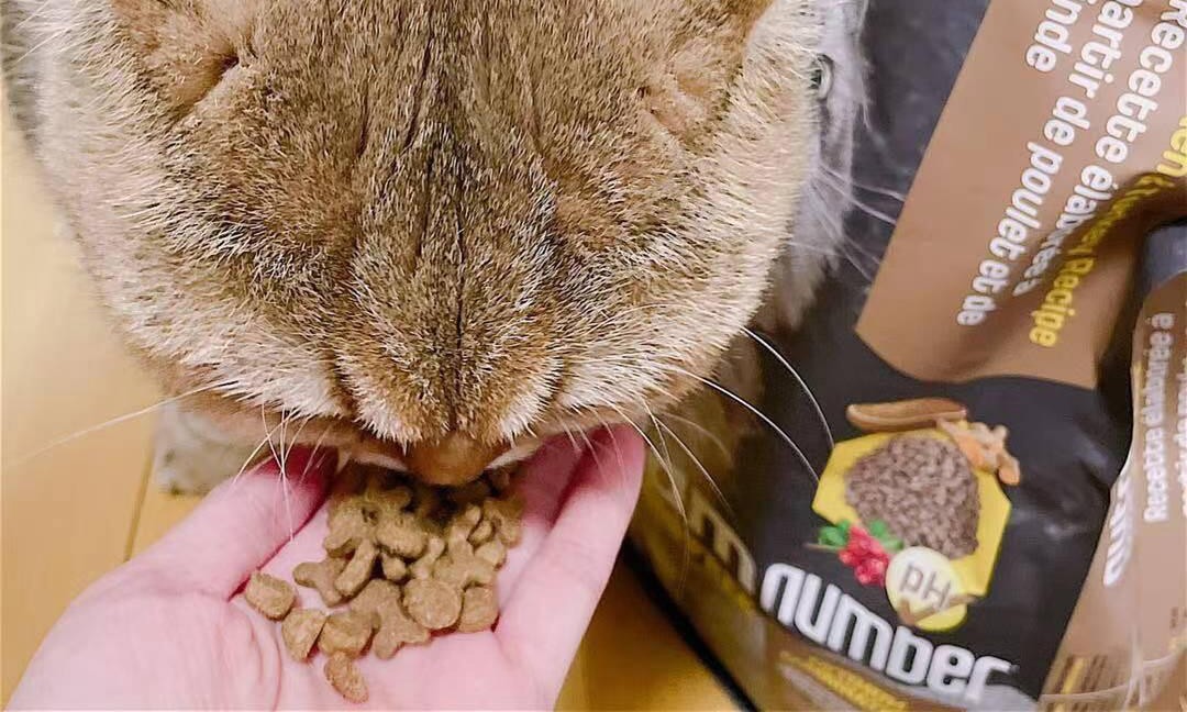 新晋猫铲屎官,纽顿t24猫粮和渴望猫粮比较