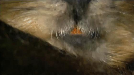 河狸皮毛的优点,河狸皮毛十分名贵