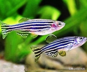 斑马鱼的饲养技术和注意事项,斑马鱼饲养技术条件