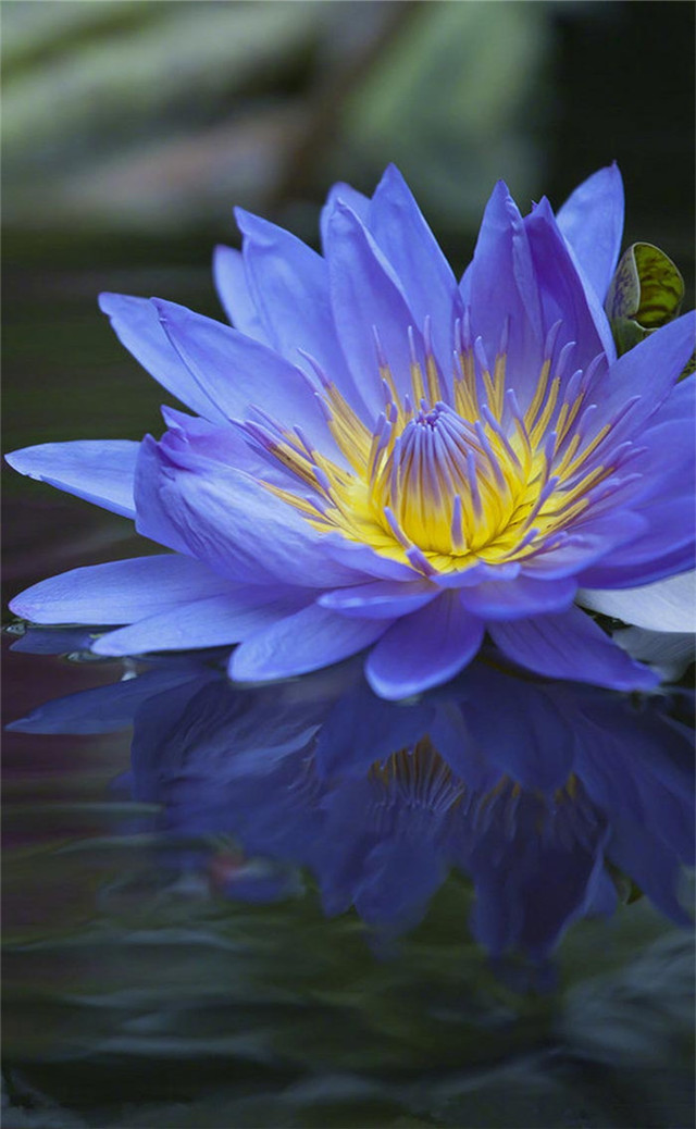 缓解眼睛疲劳动态图壁纸,好看的手机壁纸护眼高清图文