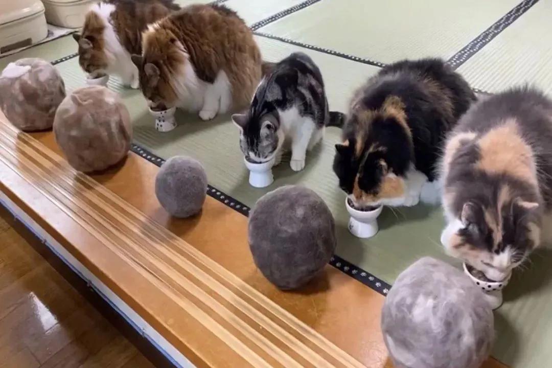 网友晒出5颗巨型毛球，救命！我快要窒息了