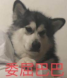 怀孕怎么科学养猫,孕期养狗技术大全