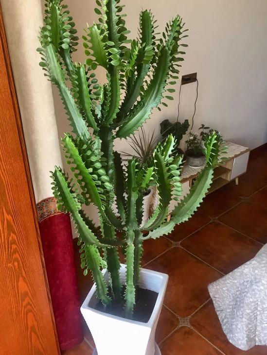 5种霸气花，个个“丑八怪”却吉利镇宅，丢在角落不管，一样爆棚