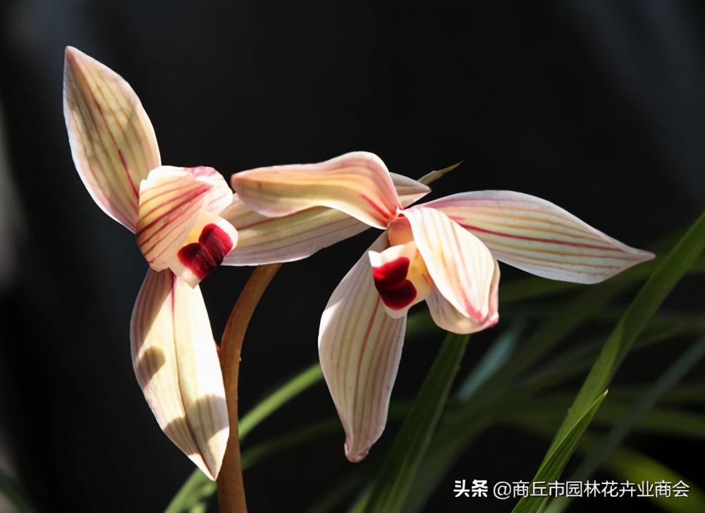 一年四季开花的名贵兰花品种,全年四季最奇香的兰花品种有哪些