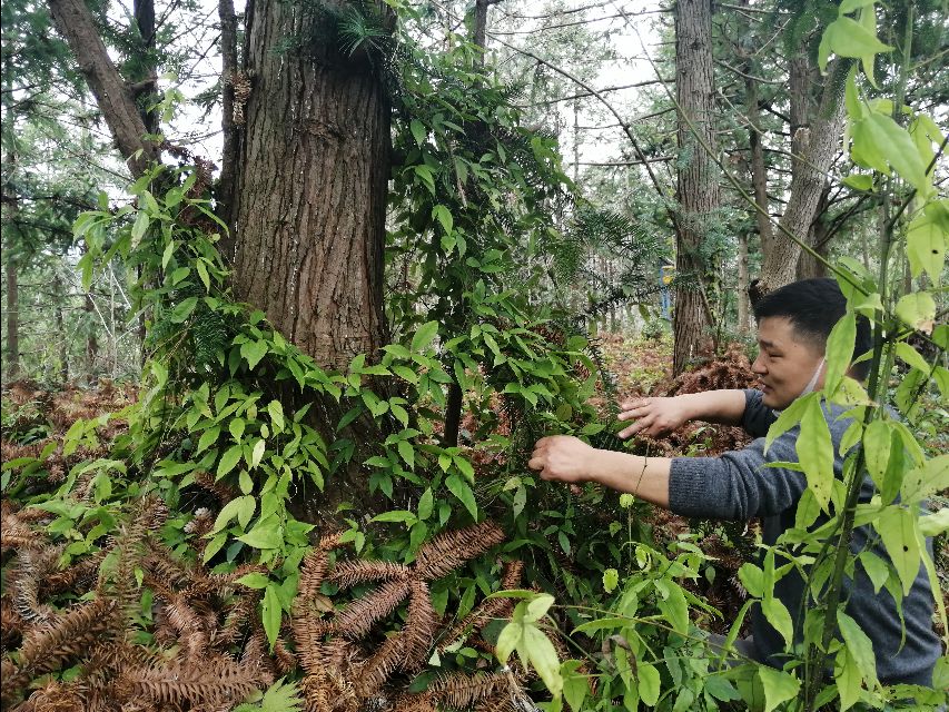 四明山哪里有山黄精,上方山三宝之一黄精