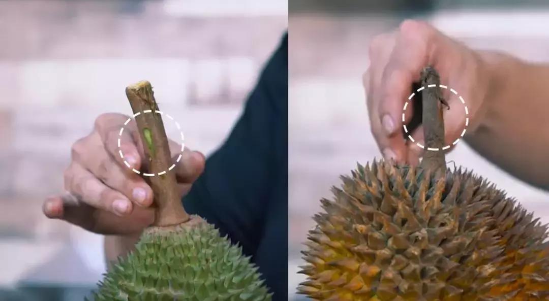 赌王派私人飞机买,蔡少芬怀孕也痴迷,凭啥它让*欲人**罢不能?