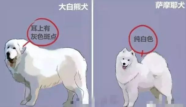 汪星人的种类,盘点不同种类汪星人