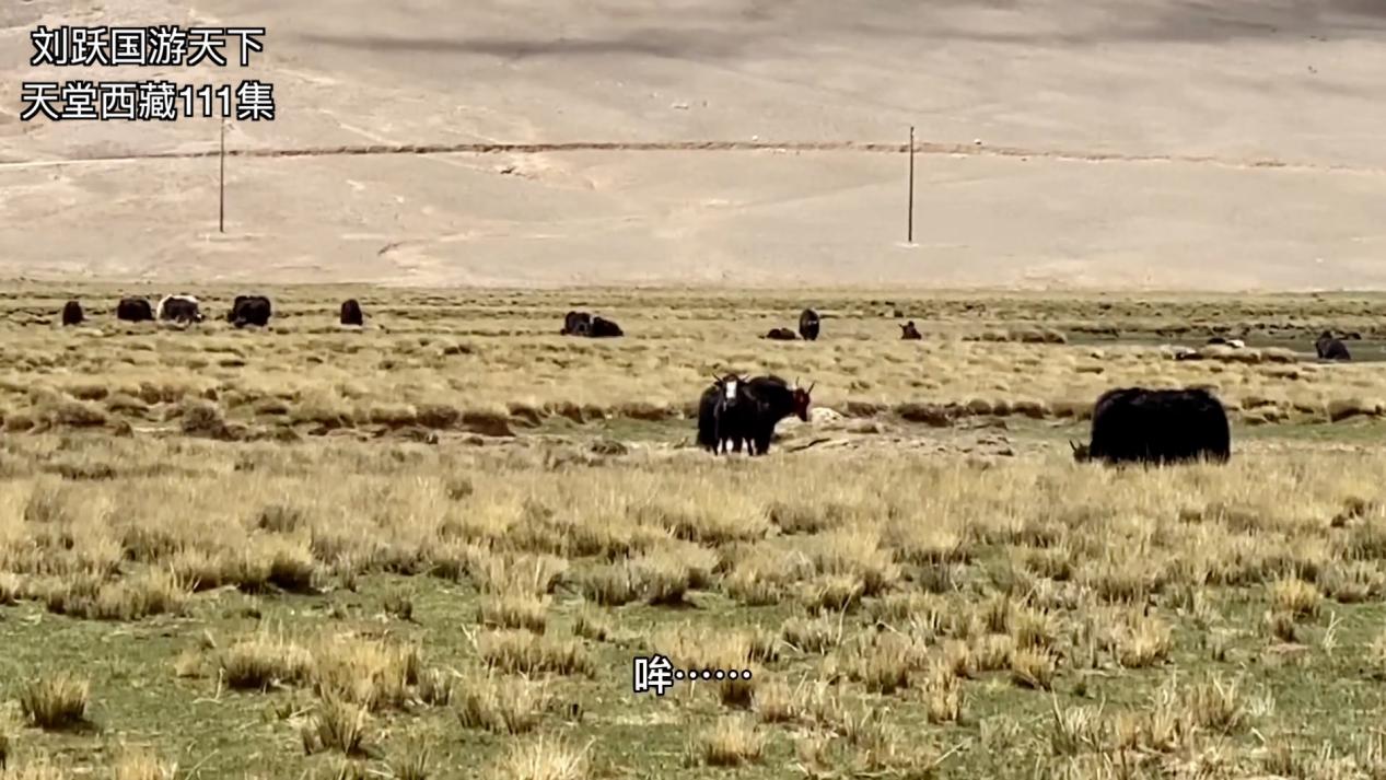 天堂*藏西**-好吃的草成了扶贫开发的头号工程，牛羊就快乐起来啦