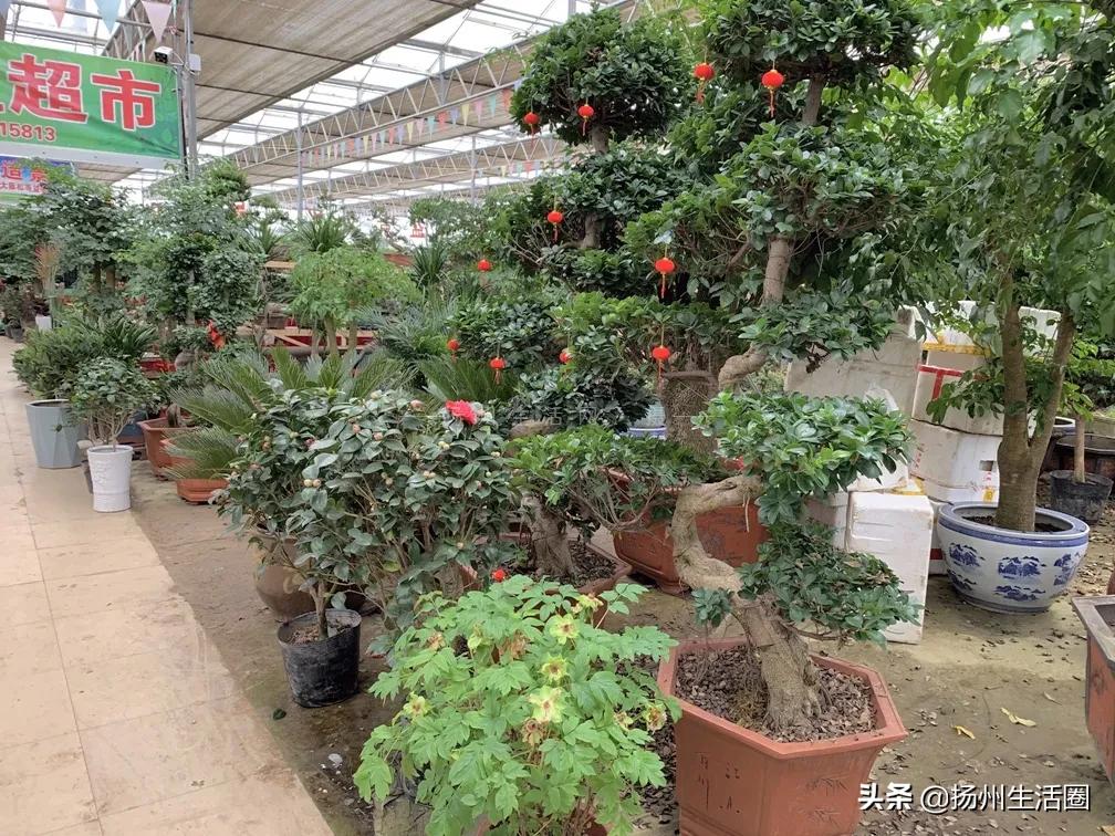 扬州花卉市场大全,扬州西区花卉市场