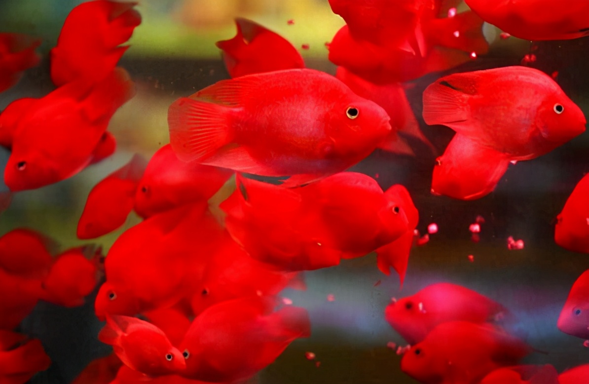 鹦鹉鱼最佳观赏鱼,观赏鱼鹦鹉鱼如何饲养教程