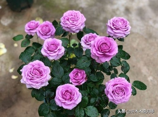 月季芽点都枯了月季还能活吗,月季枯萎了还能救活吗