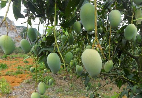 芒果流胶病用什么药治疗最好,芒果树流胶病怎么治理