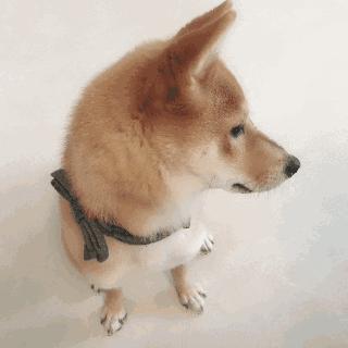 狗狗趾间炎怎么治疗用什么药,狗狗得了趾间炎需要怎么治疗呢