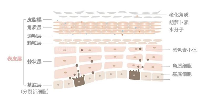 美白的十大技巧,最简单的美白方法推荐10个好办法