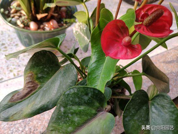 家里养的红掌突然蔫了怎么办,红掌叶子蔫了焦边干枯是怎么回事