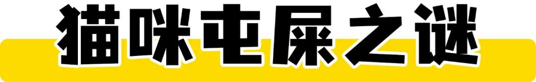 万万没想到被骗的这么惨，我们家猫怀了一肚子屎