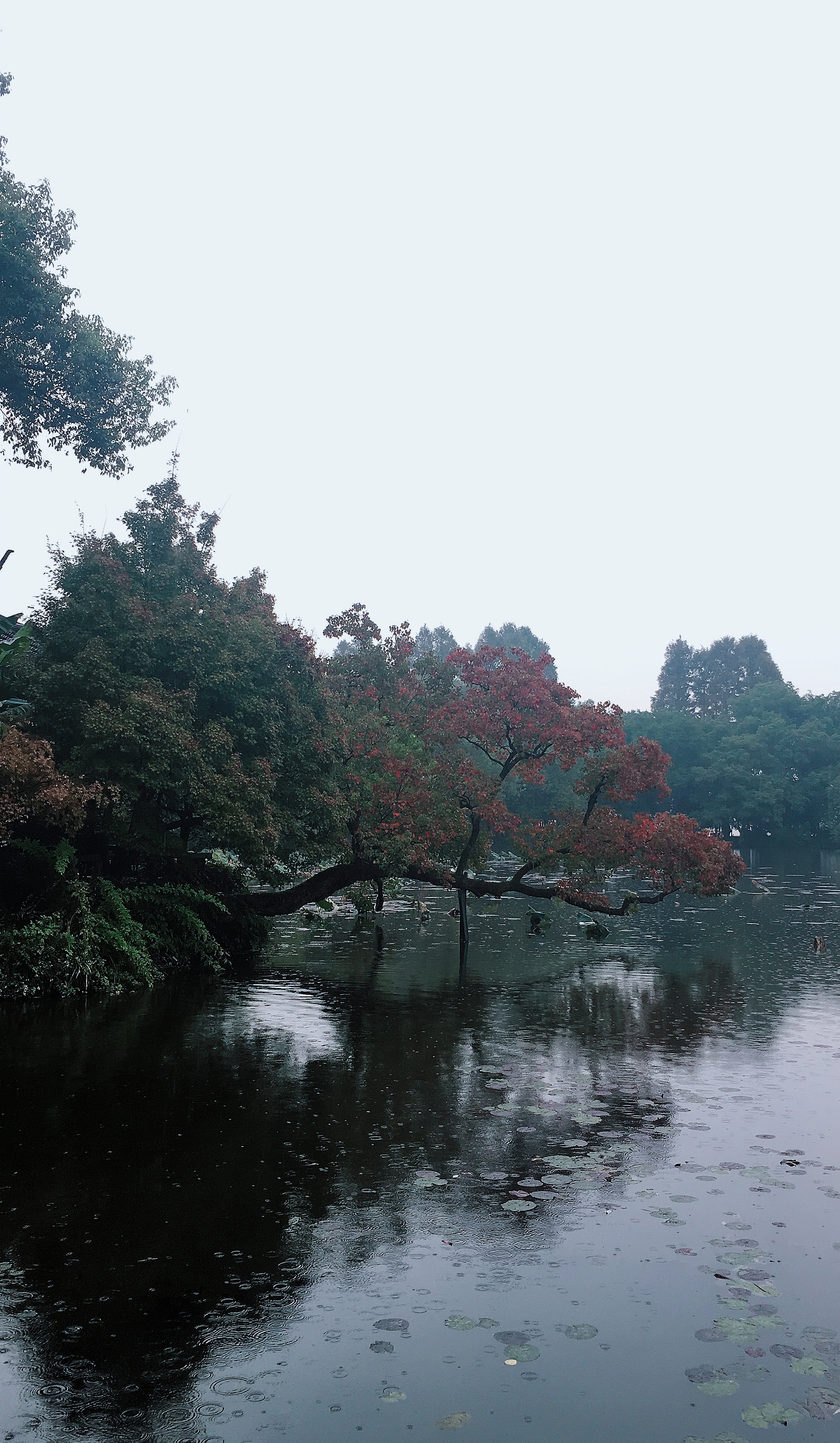 神农尝百草以身试药,神农尝百草的药材