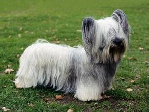 世上最罕见的狗品种图片,全世界狗品种视频