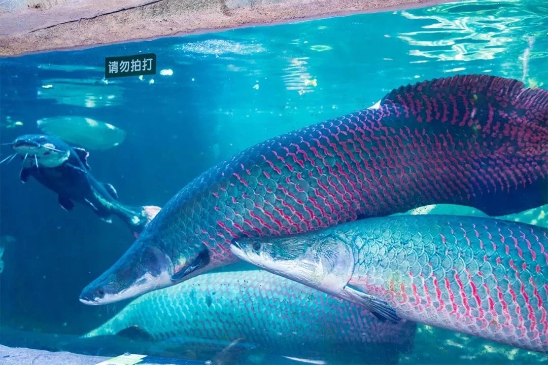 深圳旅游好去处推荐,深圳宝安区周末休闲浪漫好去处