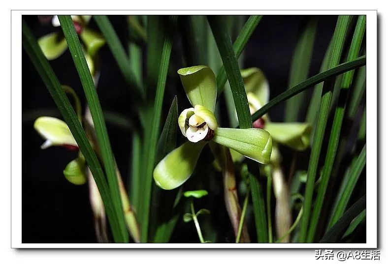 汪字兰花历史,汪姓文化传承