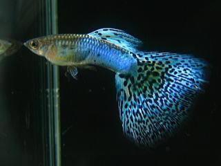 养鱼一定要勤,养鱼须知