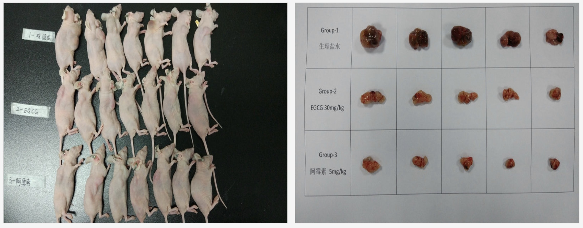 中国神童发布震撼癌症论文?小学生作业都敢这么魔幻了吗…