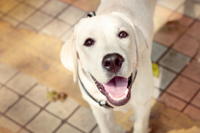 第一次养狗为啥不建议养拉布拉多,感觉养拉布拉多第三个月快崩溃