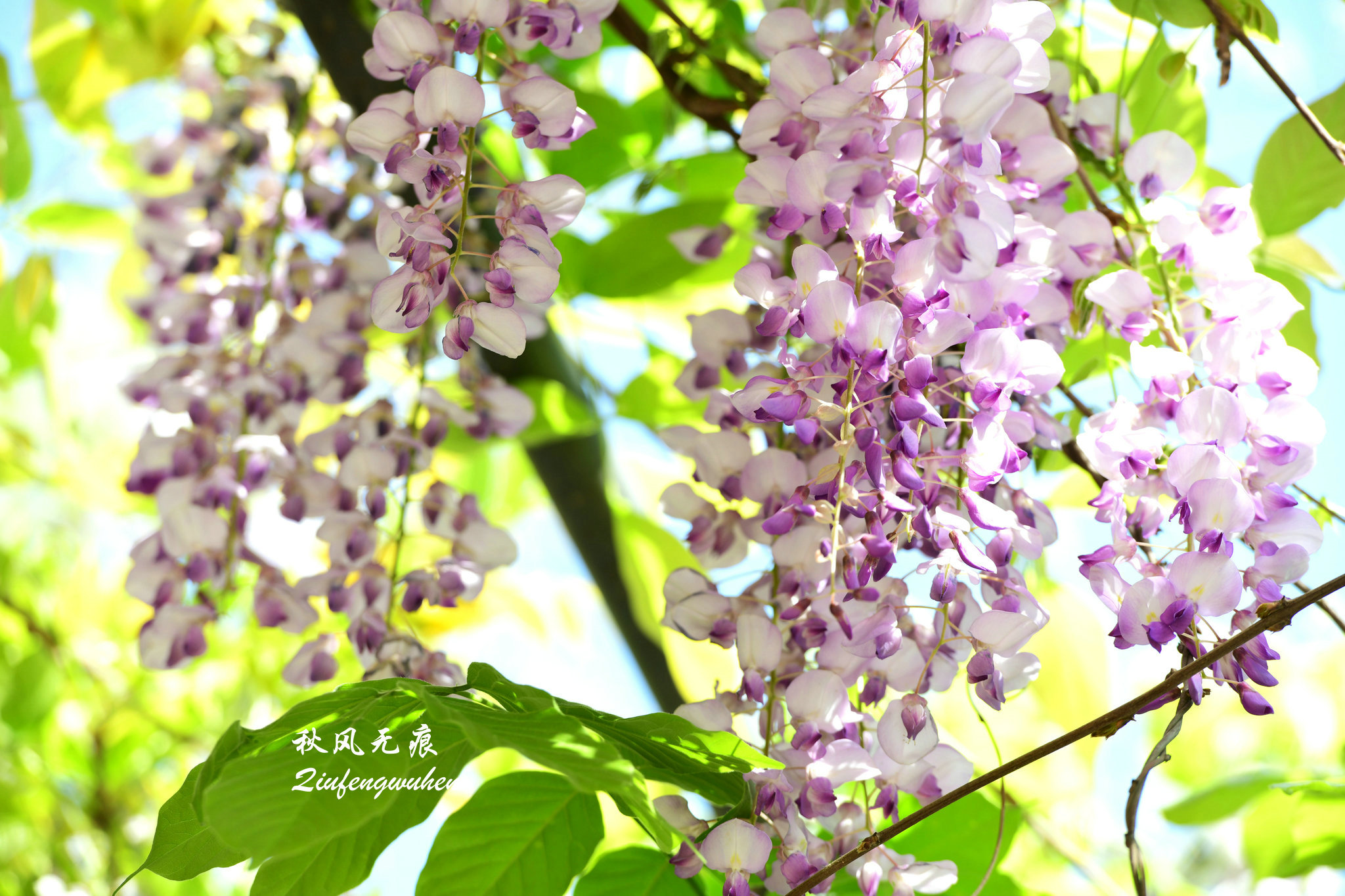 四月的春风西安,四月春风里的樱花