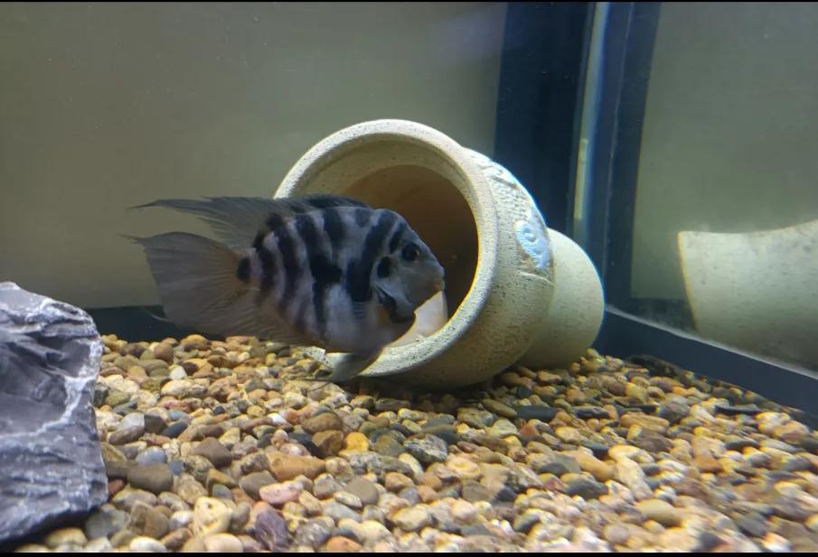 鹦鹉鱼可以跟迷你鹦鹉鱼一起养吗,迷你鹦鹉鱼会吃别的鹦鹉鱼小鱼吗