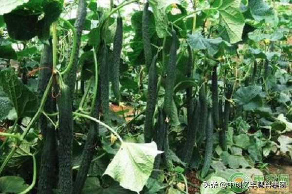 黄瓜缺钙怎么补,黄瓜缺钙镁的表现