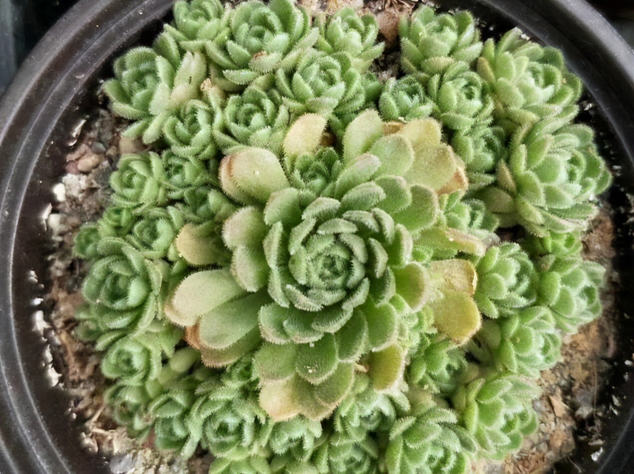 推荐几个玫瑰形的多肉植物,最像玫瑰花的8款多肉