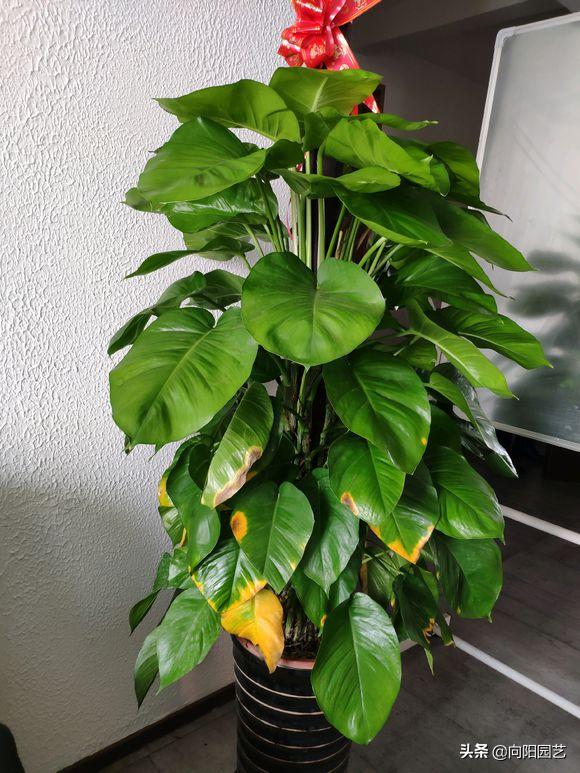 养绿萝出现黄叶子怎么办,室内养的绿萝有露珠