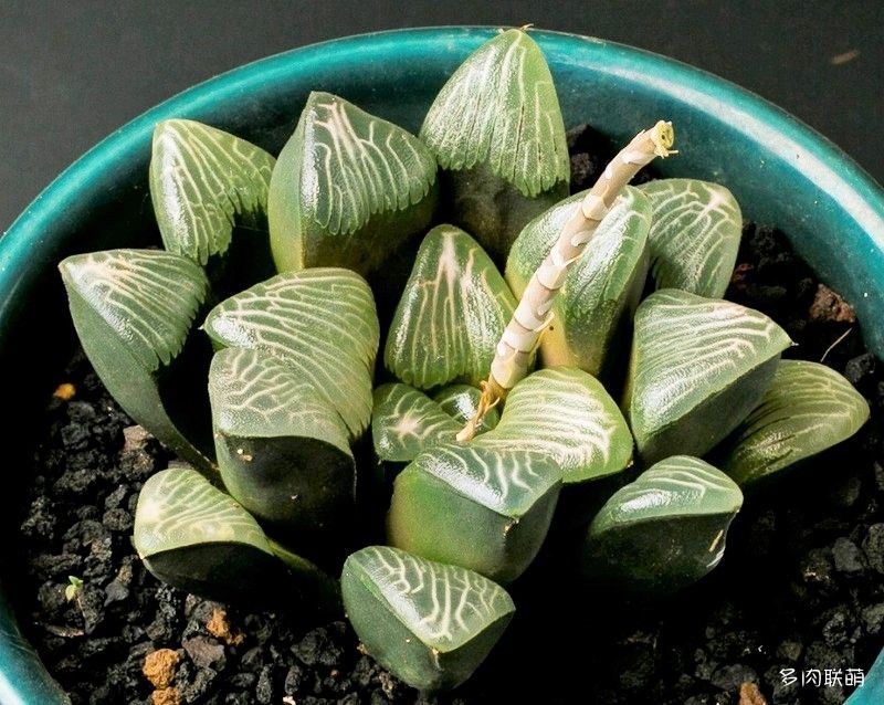 多肉玉露寿的品种图鉴,多肉植物欣赏