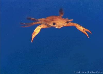 关于螃蟹科普知识,螃蟹科普