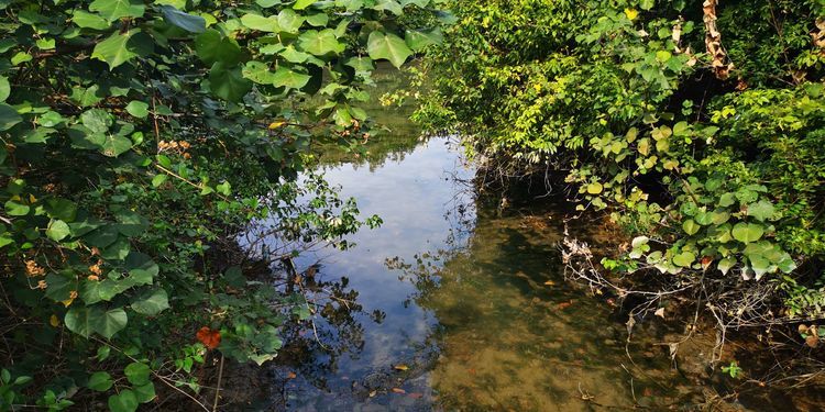 三亚红树林有亲子活动,三亚红树林和海韵