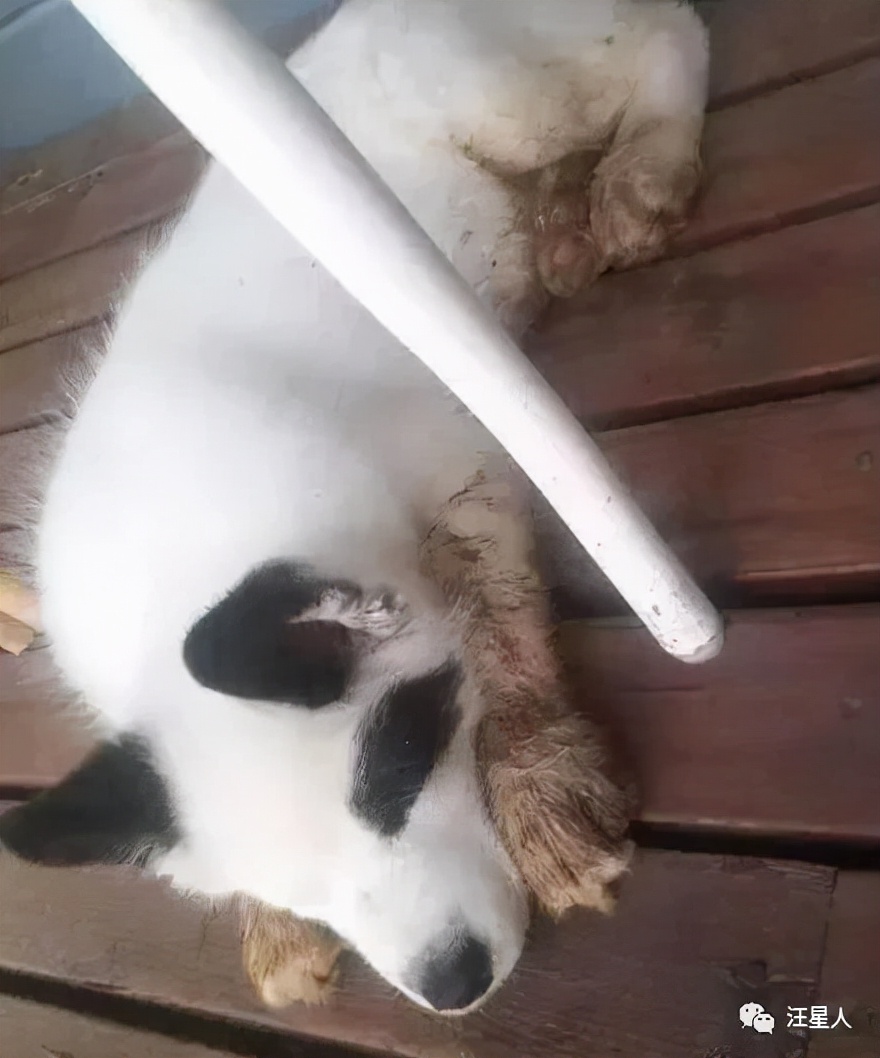 哈士奇和萨摩结合,生下了只超丑的宝宝,可没想到长大后这么飒