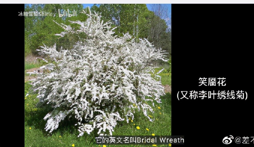 柳演锡申贤彬为什么叫wintergarden,罗英锡曺圭贤