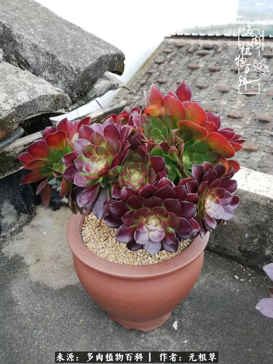 多肉寒冬中茁壮成长,多肉岁月的沉淀