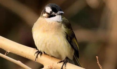 姓氏赵字怎么介绍,赵姓与鸟的关系