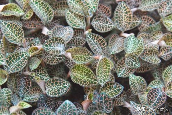 福建金线莲基地,福建金线莲市场