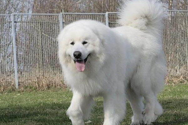 大白熊禁养原因,大白熊犬被禁养