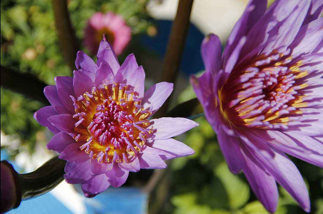 睡莲在室内如何养护才能快速开花,睡莲适合在太阳下养吗