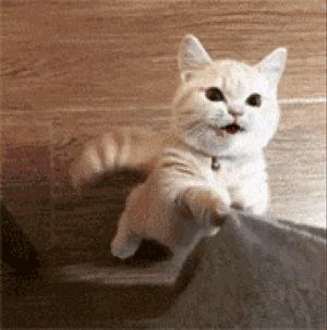 幼猫上火了吃什么药,幼猫上火有哪些症状