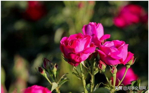 食用玫瑰是重瓣玫瑰吗,食用玫瑰花怎么辨别